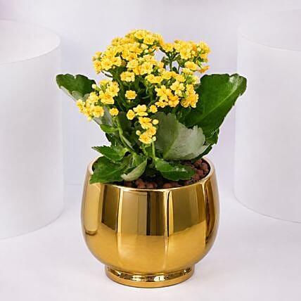 Yellow Kalanchoe In Ceramic Pot: Flowering Plants 