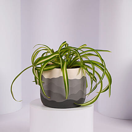 Chlorophytum or Spider Plant: Plants 