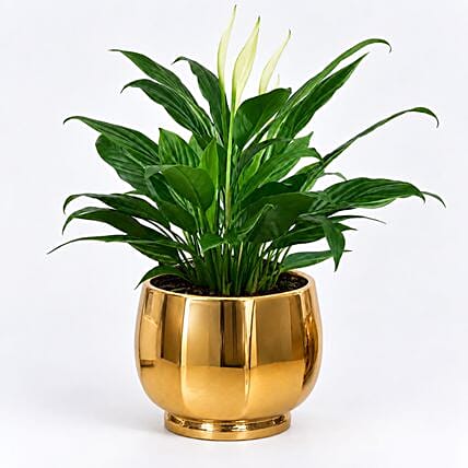 Peace lily in Matt Black Planter: World Rose Day Gifts