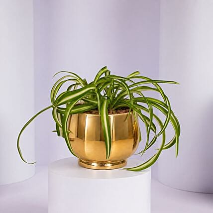 Chlorophytum or Spider Plant: Plants 
