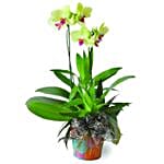 Niloofar Live Phalaenopsis Orchid