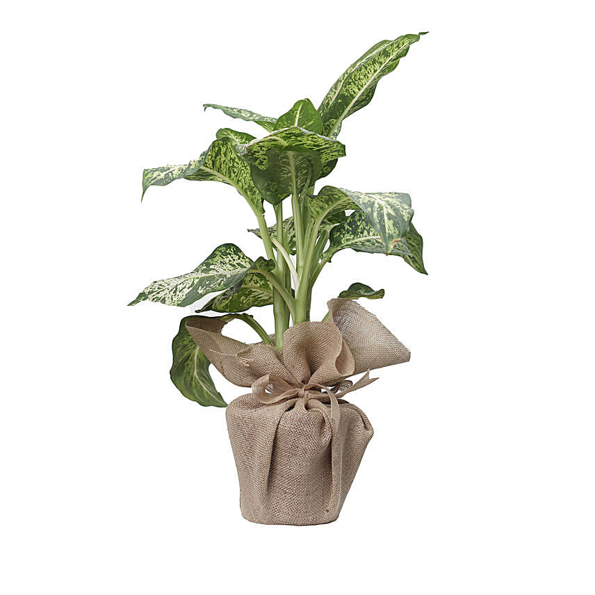 Aglaonema Silver Bay Plant Jute Pot: 