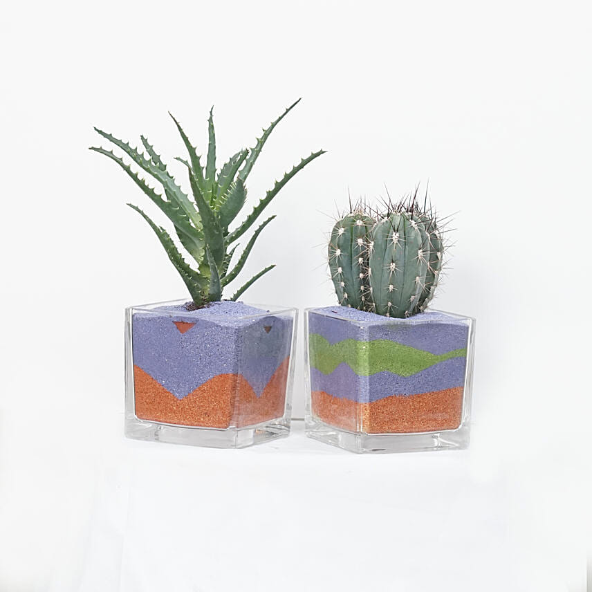 كومبو 2 نبات الصبار وألوفيرا في أصيص مع رمال ملونة: توصيل نباتات إلى قطر