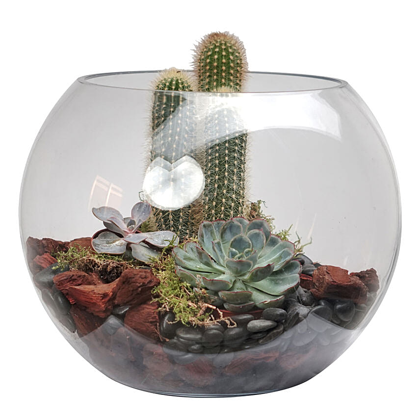 Cactus & Echeveria Plant Fish Bowl: Send Indoor Plants To Qatar