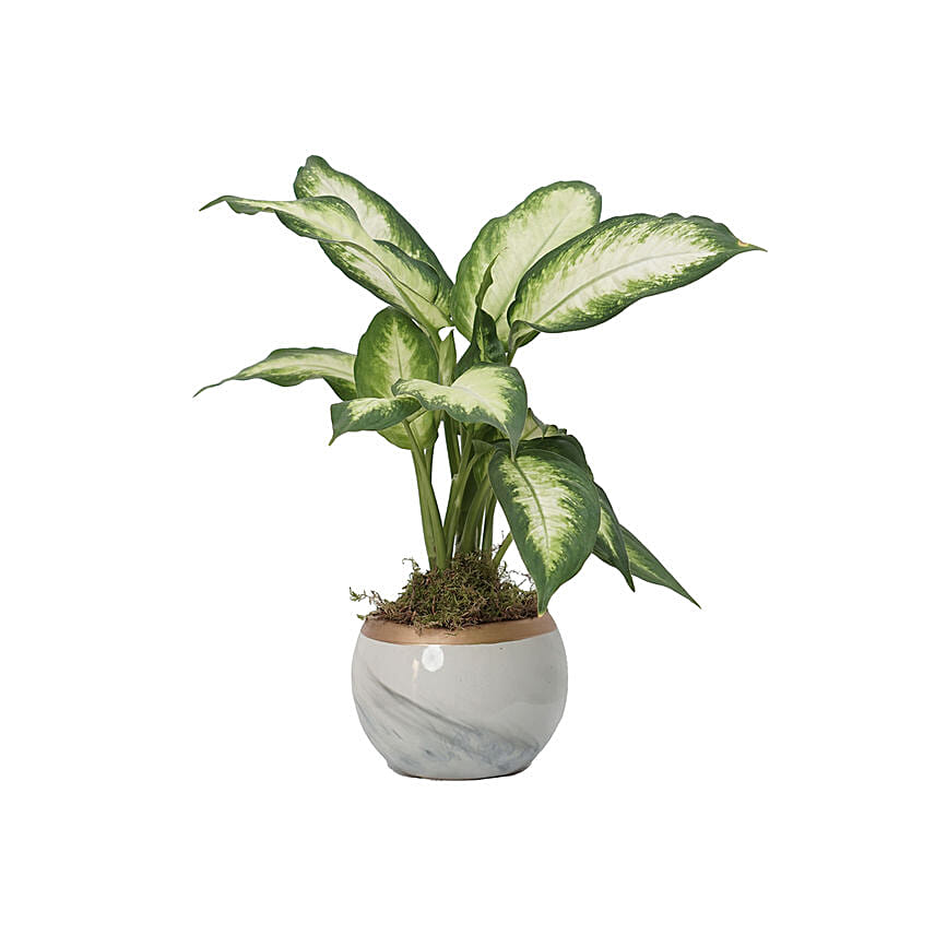 Dieffenbachia Camillia Plant Grey Pot: Send Indoor Plants To Qatar