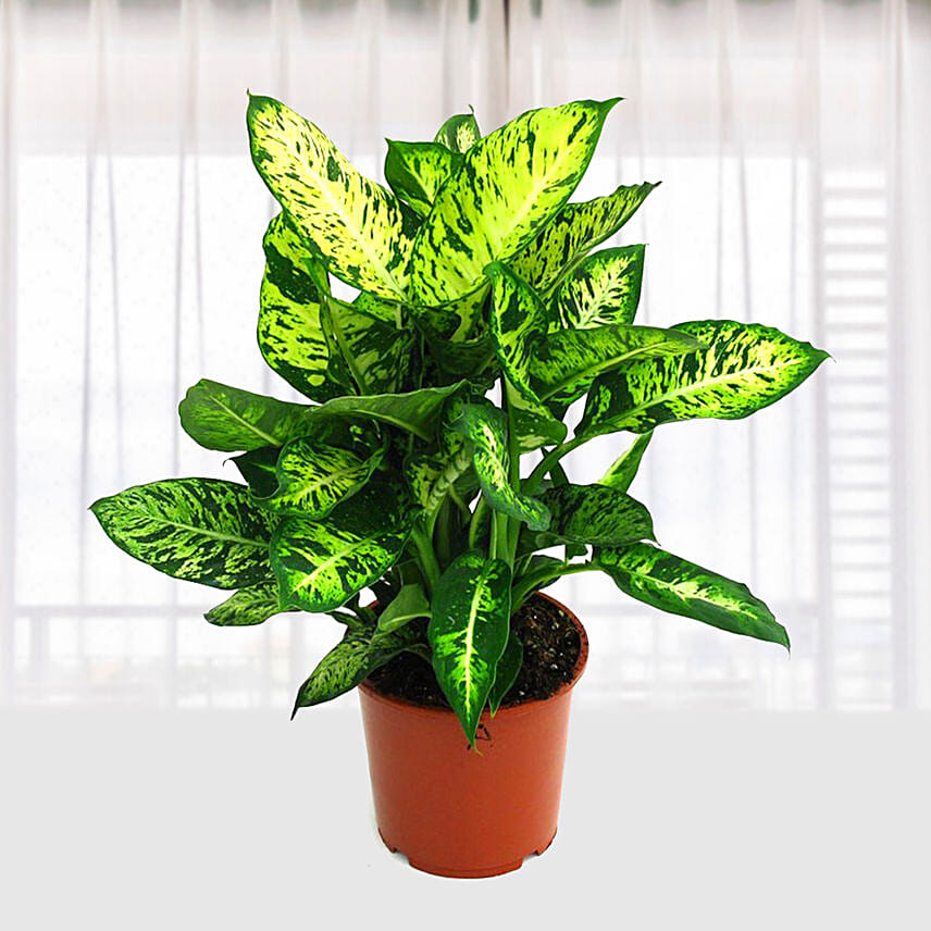Dieffenbachia Compacta: Send Indoor Plants To Qatar