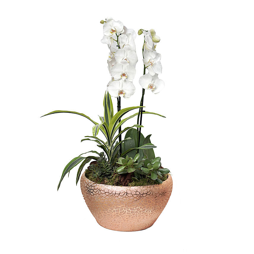 مجموعة نباتات منزلية خضراء جميلة في أصيص ذهبي: توصيل نباتات إلى قطر