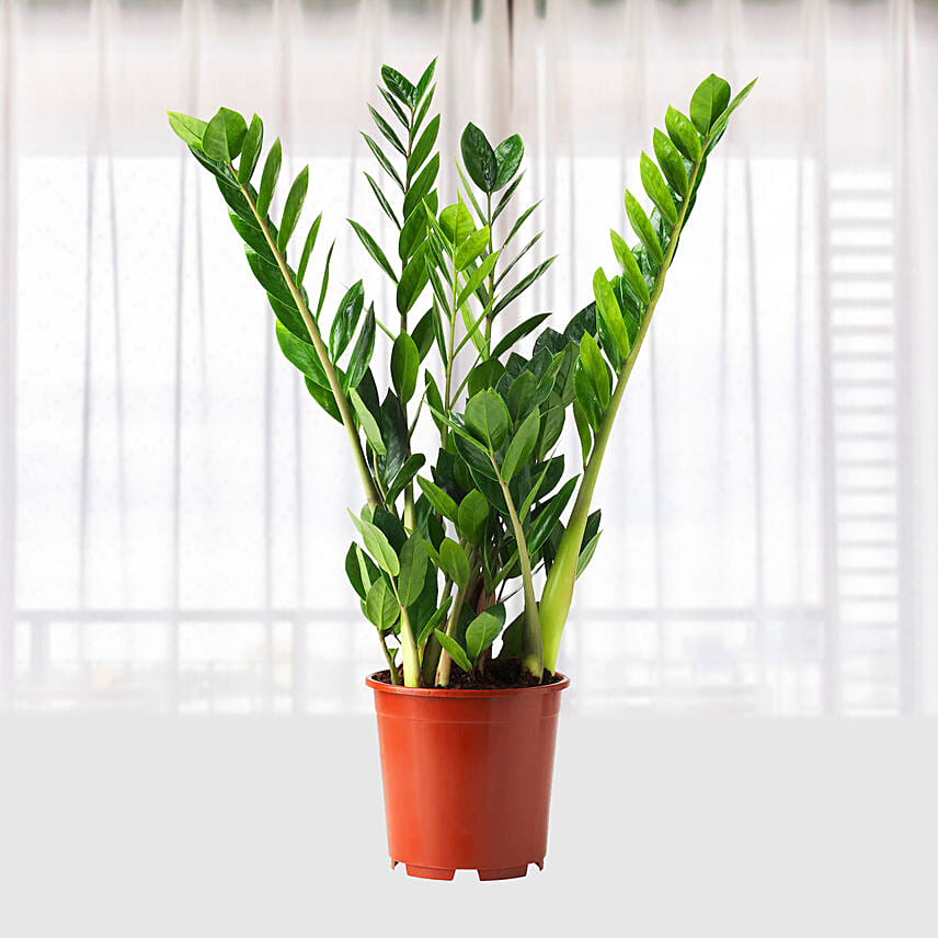 Zamioculcas Lucky Classic: Send Indoor Plants To Qatar