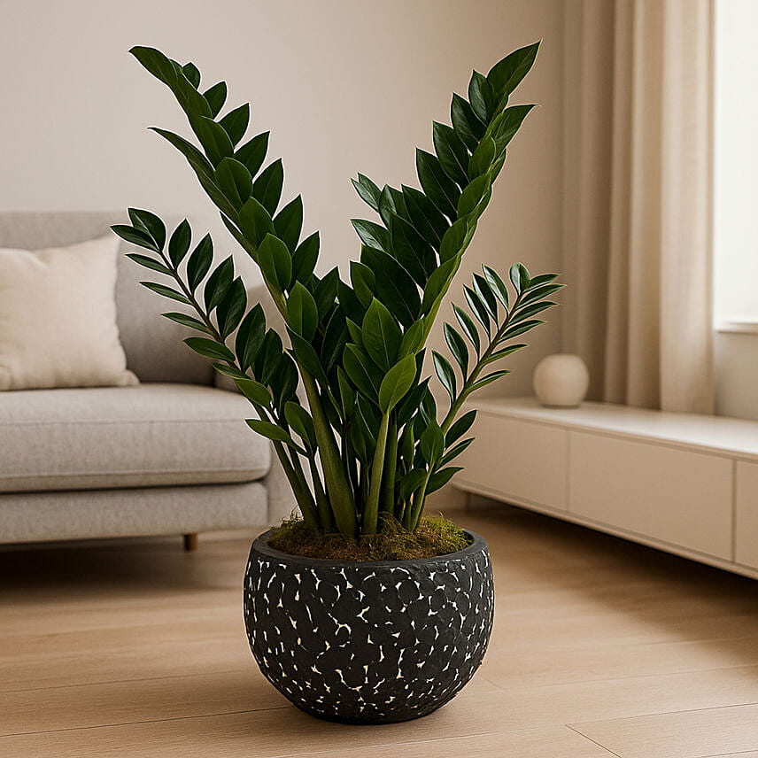 Premium ZZ Indoor Plant: Plants Delivery in Qatar