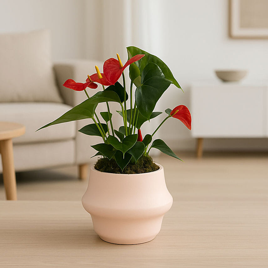 Anthurium Red in Elegant Round Pot: Plants Delivery in Qatar