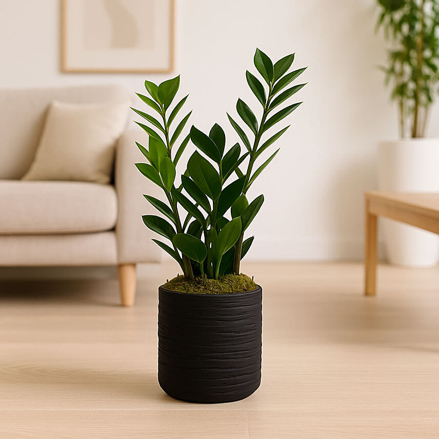 Classic ZZ Houseplant In Modern Pot: 