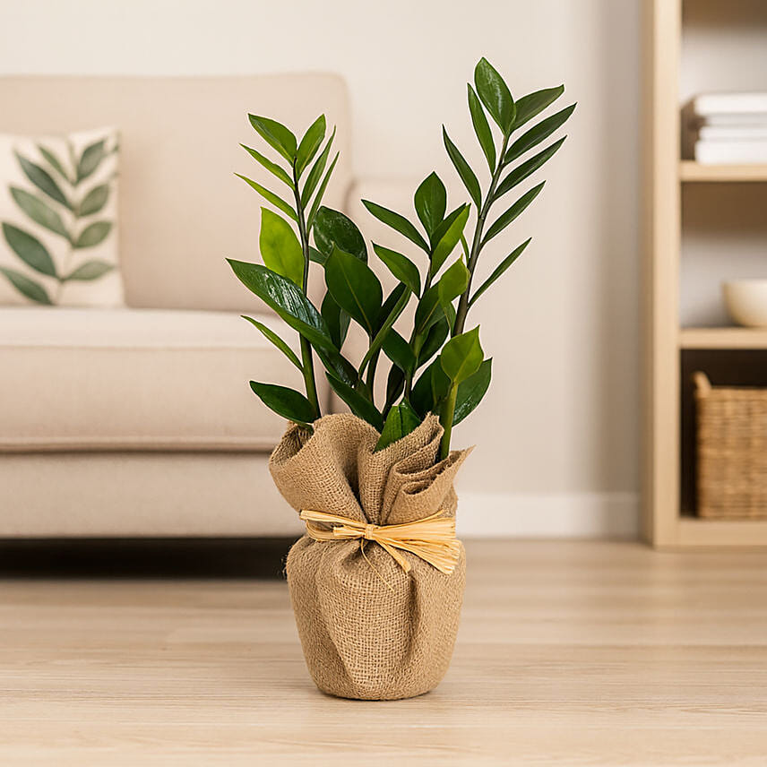 Glossy ZZ Indoor Plant In Jute Wrapped Pot: 