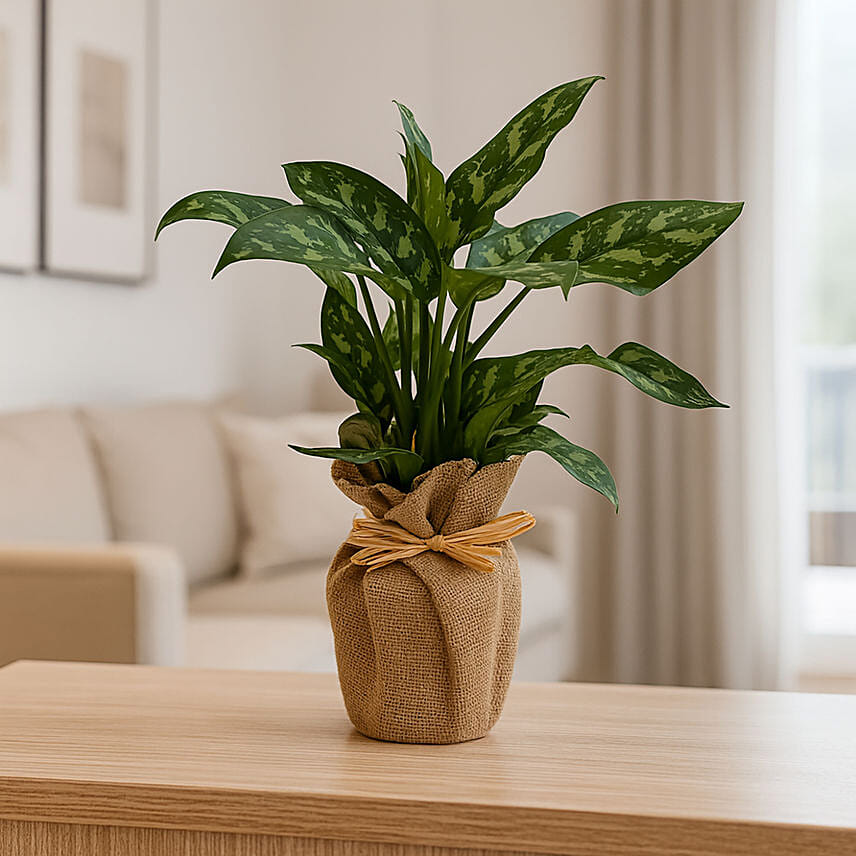 Jute Wrapped AGLAONEMA MARIA Plant: 