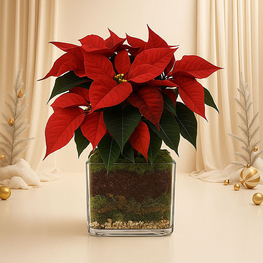 Poinsettia Plants: توصيل نباتات خارجية إلى قطر