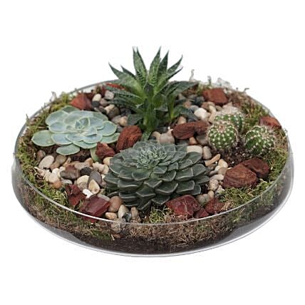 Succulent Plants Glass Tray: Send Indoor Plants To Qatar