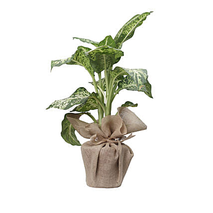 Aglaonema Silver Bay Plant Jute Pot: Send Indoor Plants To Qatar