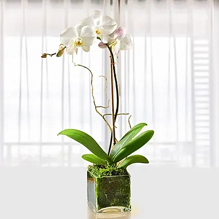 Beautiful White Orchid Plant In Glass Vase: Gifts to Doha