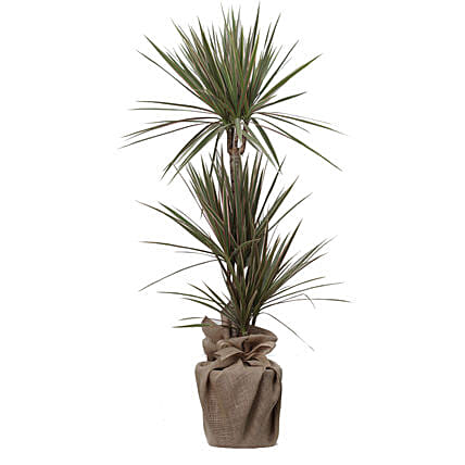 Bicolour Dracaena Marginata Plant Jute Pot: 