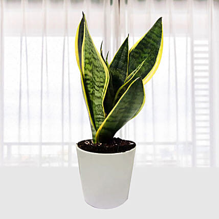 Delicate Sansevieria Plant In Ceramic Pot: 
