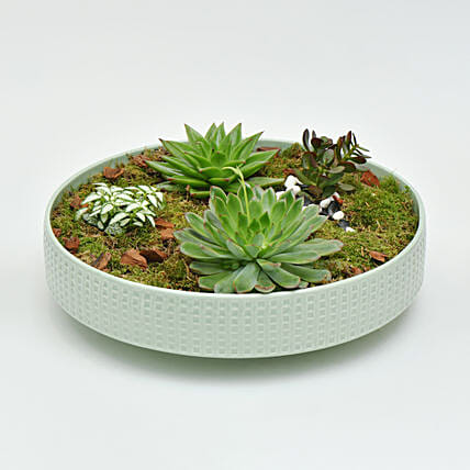 Holy Ramadan Assorted Plant Gift: Send Ramadan Gifts to Qatar