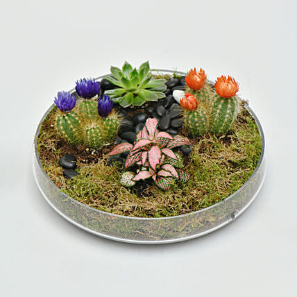 Holy Ramadan Plant Gift Tray: 