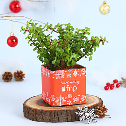 Jade Plant Seasons Greeting Vase: Send Indoor Plants To Qatar