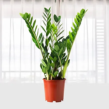 Zamioculcas Lucky Classic: Send Indoor Plants To Qatar