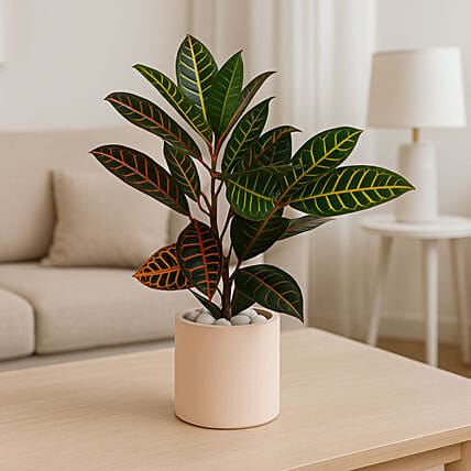 Petra Croton in Cement Planter: 