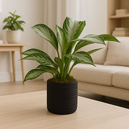 AGLAONEMA SILVER BAY In Black Cement Pot: 