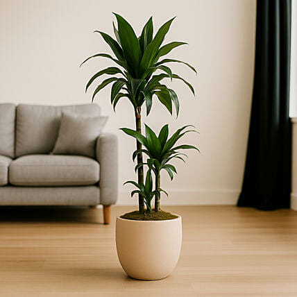 Evergreen Dracaena in Cement Pot: Plants Delivery in Qatar