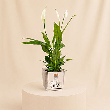 Rooted in Love for DaD: Fathers Day Gifts to Qatar