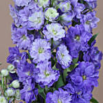 Beautiful Hydrangea Arrangement