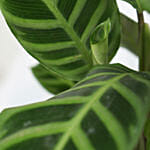 Calathea Zebrina Plant Light Green Pot