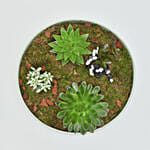 Holy Ramadan Assorted Plant Gift