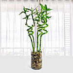 Lucky Bamboo with Glass Vase