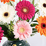 Mixed Color Gerbera In Premium Vase