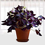 Oxalis Triangularis Mijke