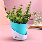 Turquoise Prosperous Jade Plant