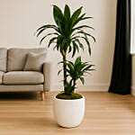 Modern Dracaena Decorative Plant