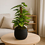 Modern Leafy Climber in Textured Black Pot
