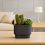 Modern Minimalist Cactus & Succulent Planter