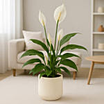 Peace Lily in Modern Cement Pot