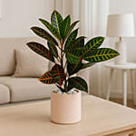 Petra Croton in Cement Planter