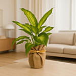 Rustic Wrap DIEFFENBACHIA CAMILLA Plant