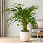 Tropical Areca Palm | Premium Indoor Potted Plant
