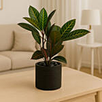 Tropical Croton in Charcoal Planter
