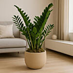 ZZ Plant in Beige Planter