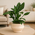 AGLAONEMA MARIA Plant in Stylish Plant