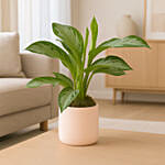 AGLAONEMA SILVER BAY In Round Pot