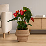 ANTHURIUM RED In a Clay Pot